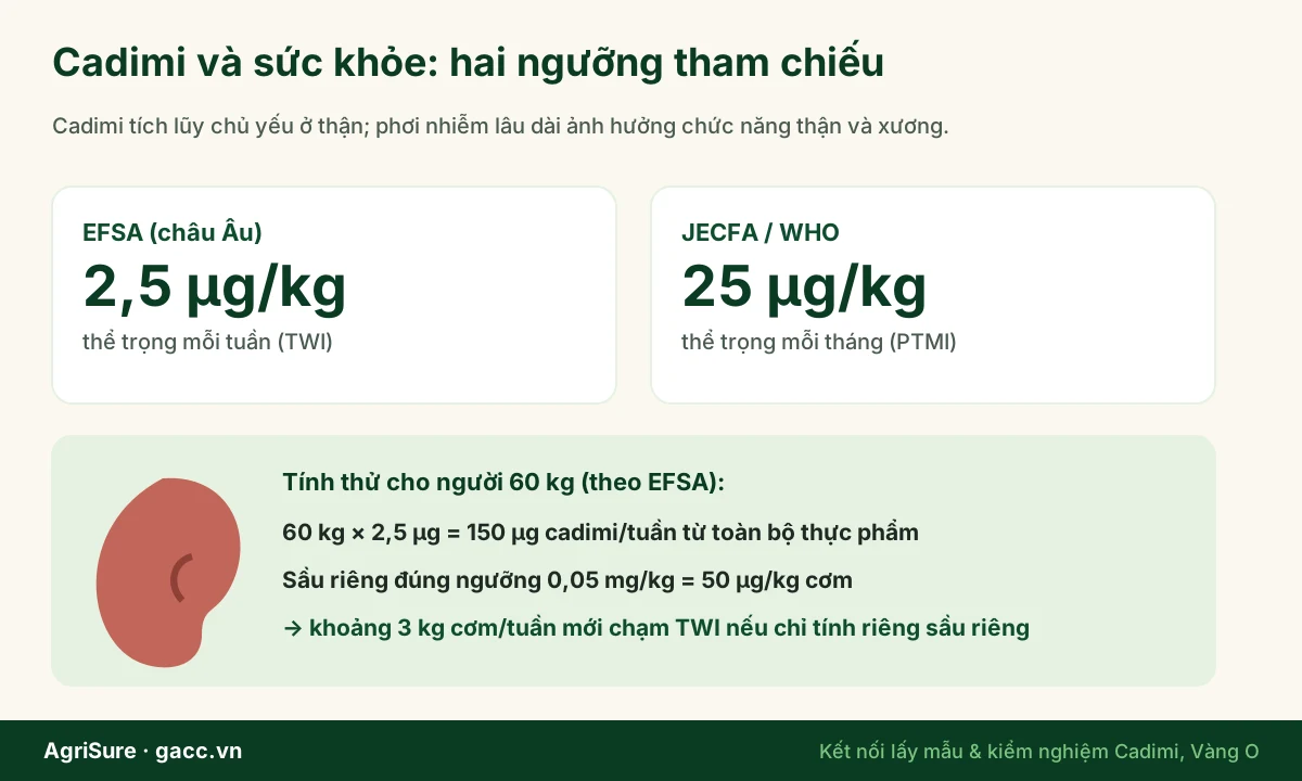 Cadimi tích lũy ở thận và ảnh hưởng xương; ngưỡng TWI của EFSA 2,5 microgam trên kg thể trọng mỗi tuần và PTMI của WHO 25 microgam trên kg mỗi tháng