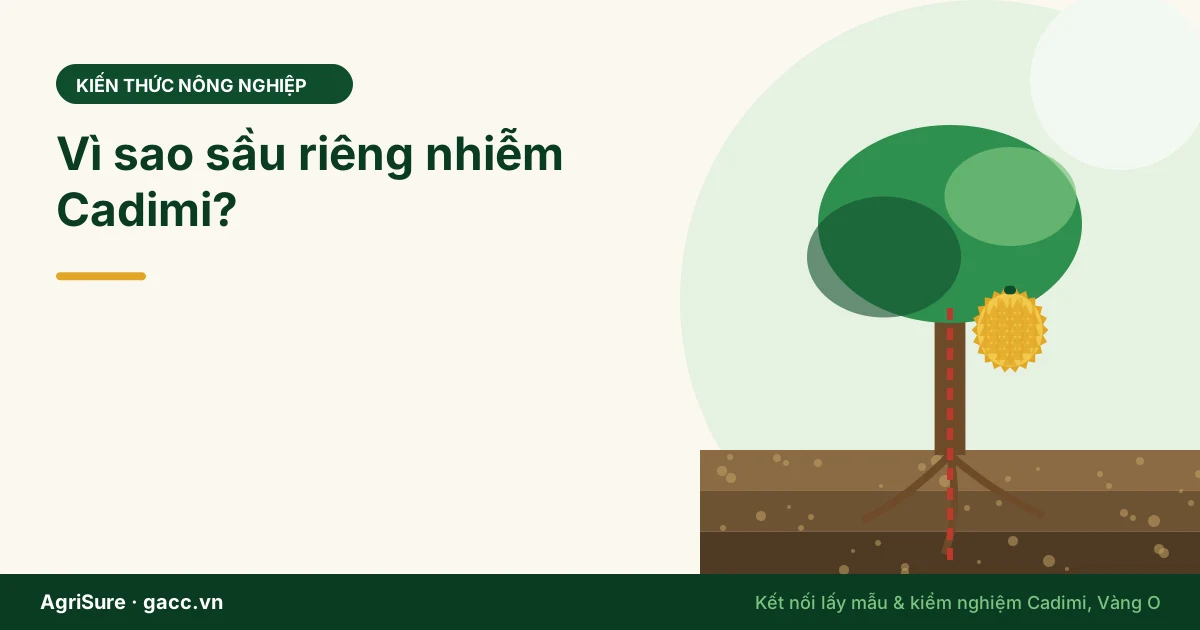 Vì sao sầu riêng nhiễm Cadimi? Đất chua, phân lân và con đường từ đất lên trái