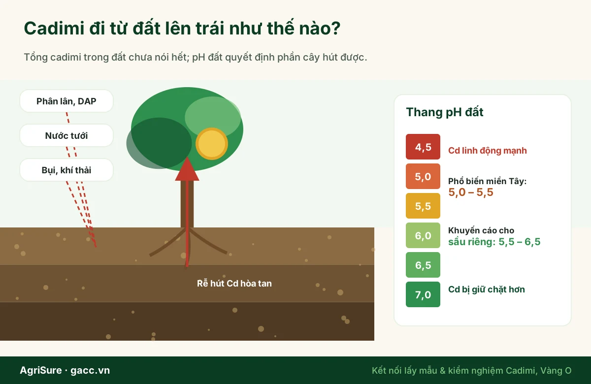 Con đường cadimi từ phân lân, nước tưới, bụi vào đất, qua rễ lên thân lá và cơm trái sầu riêng; pH đất thấp làm tăng hấp thu