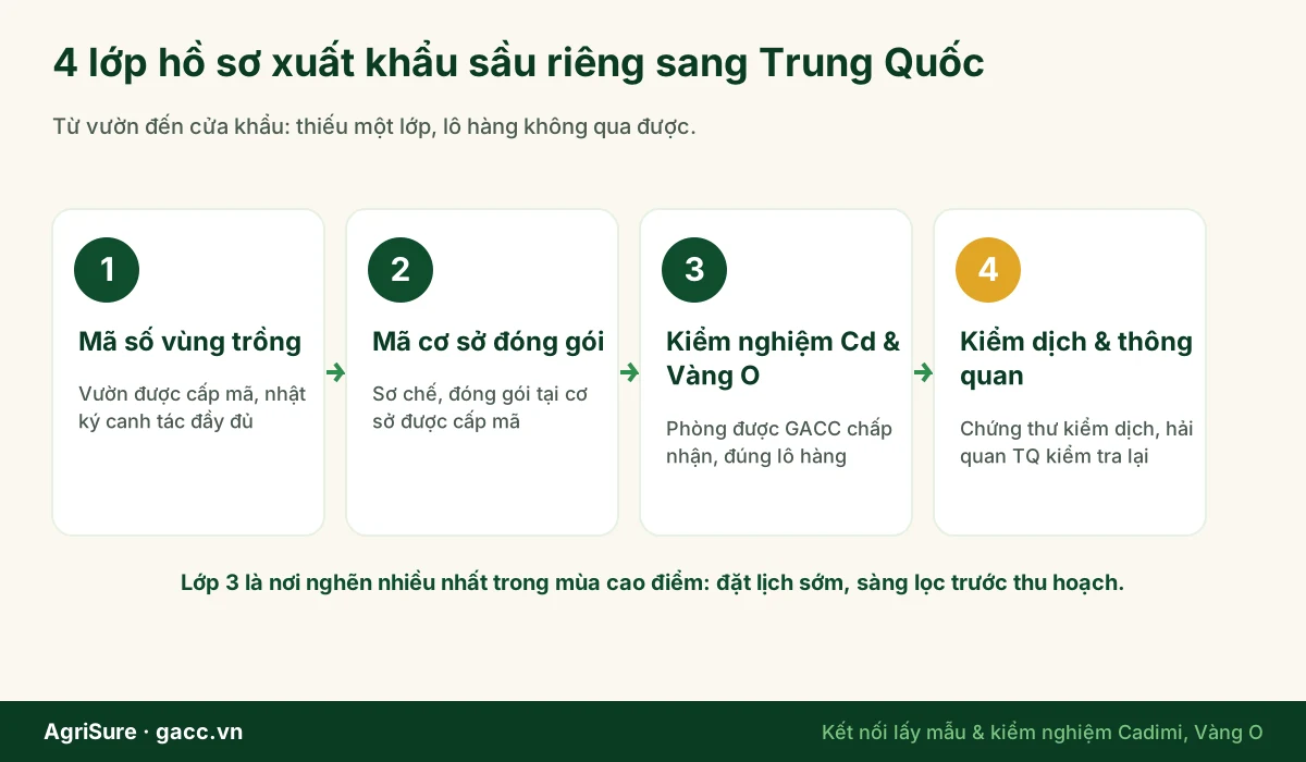 Bốn lớp hồ sơ xuất khẩu sầu riêng sang Trung Quốc: mã số vùng trồng, cơ sở đóng gói, kiểm nghiệm cadimi và vàng O, kiểm dịch thông quan